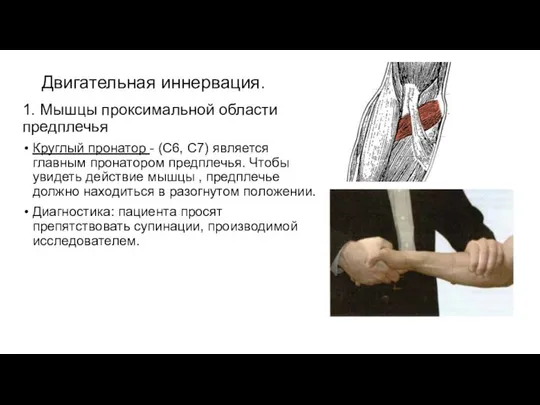 Двигательная иннервация. 1. Мышцы проксимальной области предплечья Круглый пронатор - (С6,