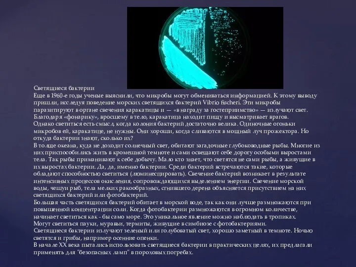 Светящиеся бактерии Еще в 1960-е годы ученые выяснили, что микробы могут