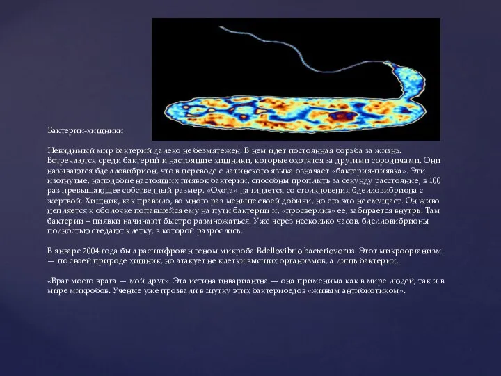 Бактерии-хищники Невидимый мир бактерий далеко не безмятежен. В нем идет постоянная