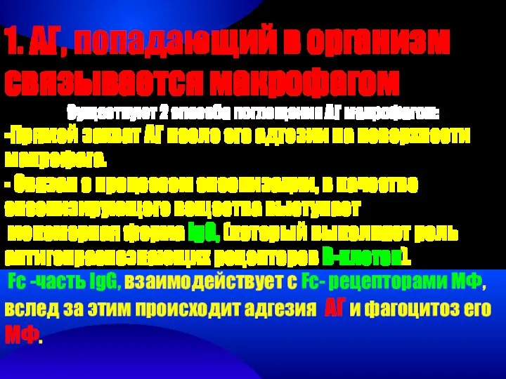 1. АГ, попадающий в организм связывается макрофагом Существуют 2 способа поглощения