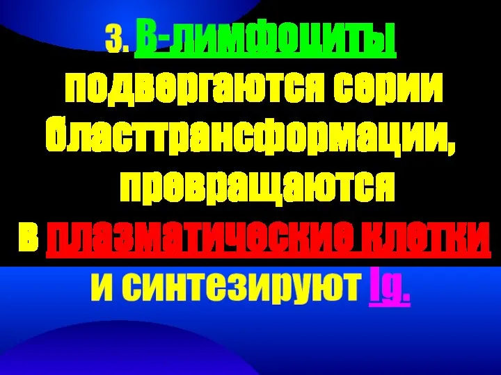 3. В-лимфоциты подвергаются серии бласттрансформации, превращаются в плазматические клетки и синтезируют Ig.