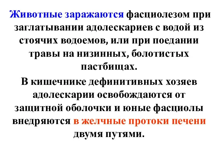 Животные заражаются фасциолезом при заглатывании адолескариев с водой из стоячих водоемов,