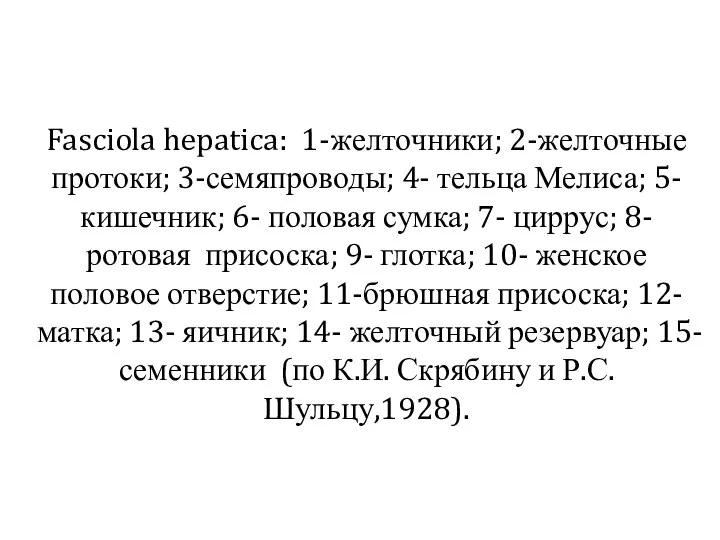 Fasciola hepatica: 1-желточники; 2-желточные протоки; 3-семяпроводы; 4- тельца Мелиса; 5- кишечник;