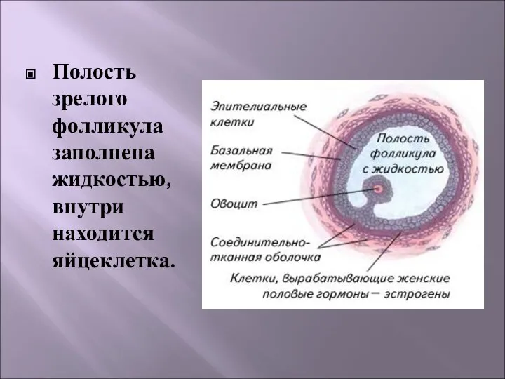 Полость зрелого фолликула заполнена жидкостью, внутри находится яйцеклетка.