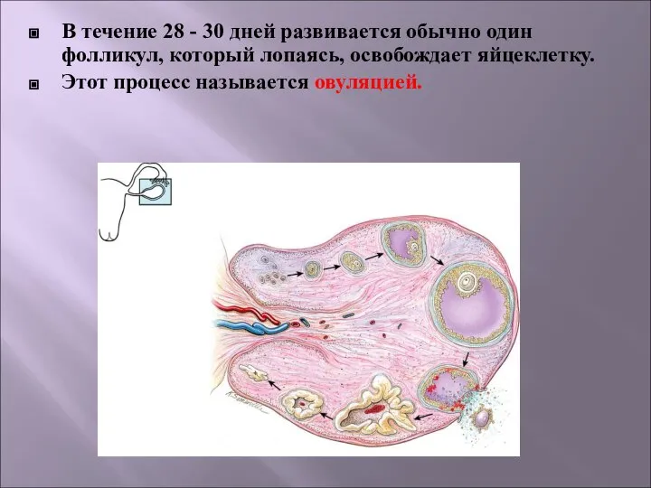 В течение 28 - 30 дней развивается обычно один фолликул, который