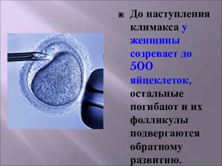 До наступления климакса у женщины созревает до 500 яйцеклеток, остальные погибают