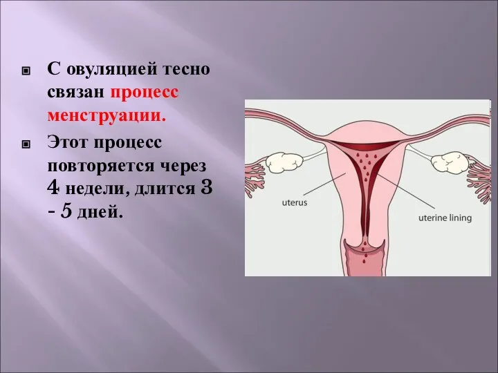 С овуляцией тесно связан процесс менструации. Этот процесс повторяется через 4