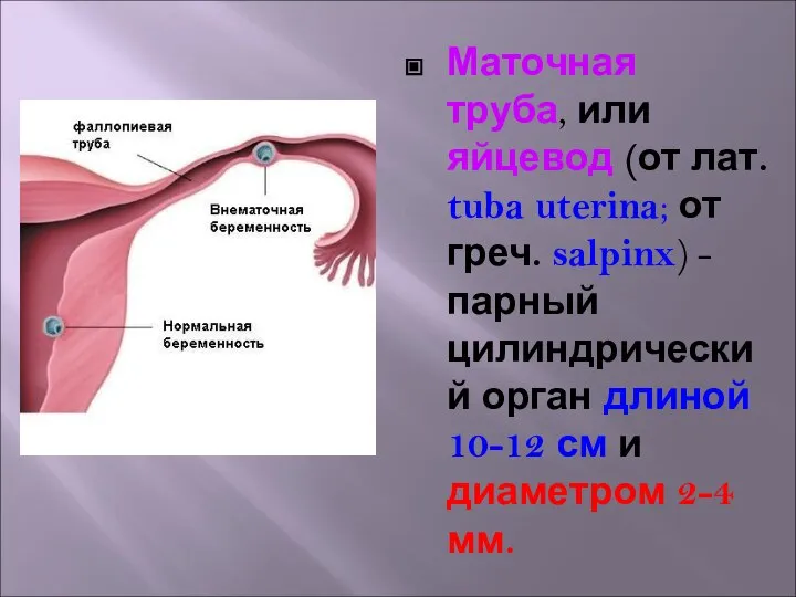 Маточная труба, или яйцевод (от лат. tuba uterina; от греч. salpinx)