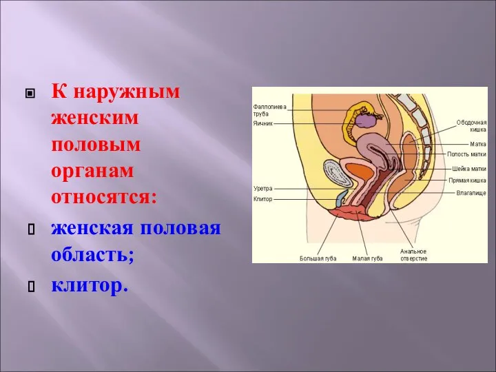 К наружным женским половым органам относятся: женская половая область; клитор.