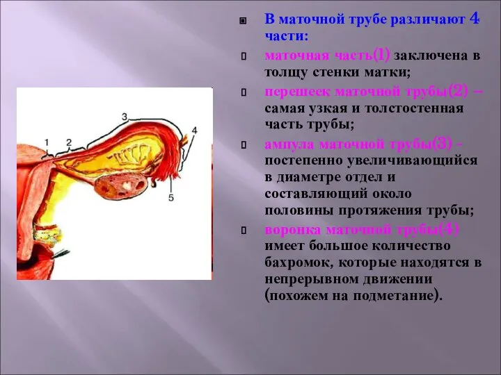 В маточной трубе различают 4 части: маточная часть(1) заключена в толщу