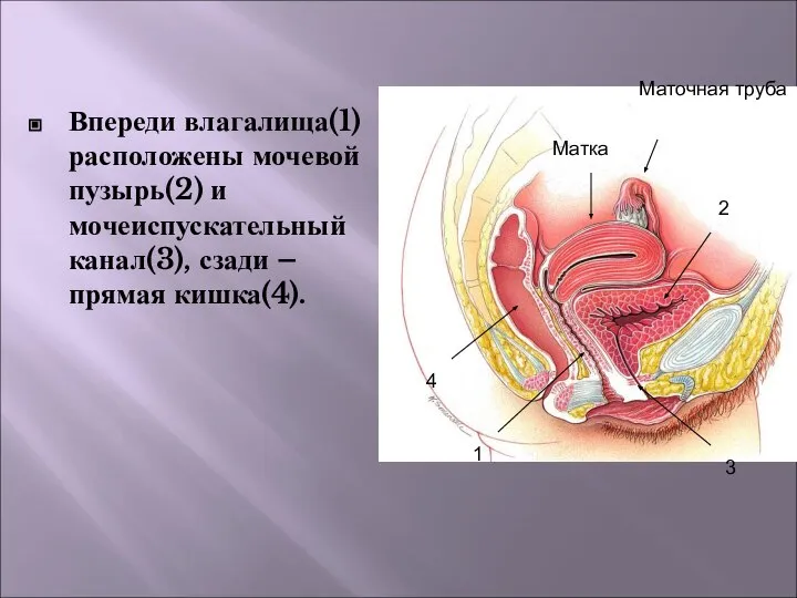 Впереди влагалища(1) расположены мочевой пузырь(2) и мочеиспускательный канал(3), сзади – прямая