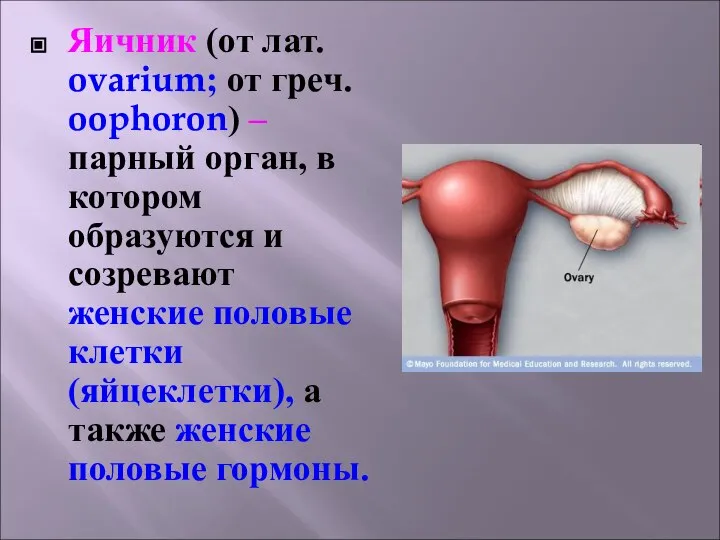 Яичник (от лат. ovarium; от греч. oophoron) – парный орган, в