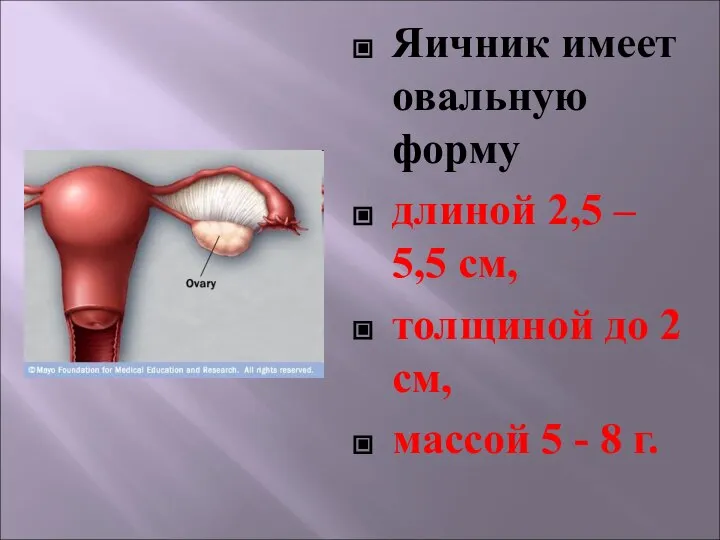 Яичник имеет овальную форму длиной 2,5 – 5,5 см, толщиной до