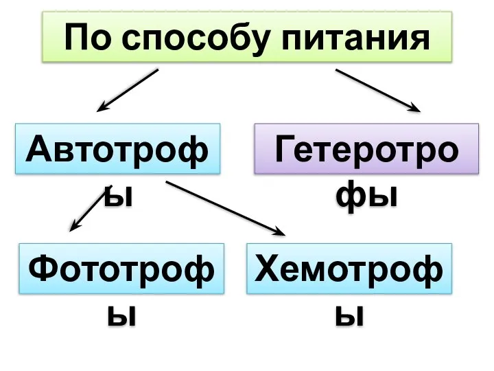 По способу питания Автотрофы Гетеротрофы Фототрофы Хемотрофы