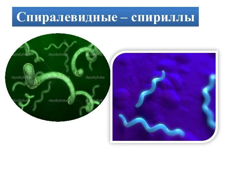 Спиралевидные – спириллы