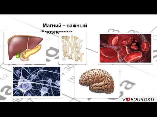 Магний – важный биоэлемент.