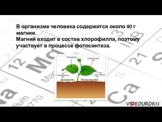 В организме человека содержится около 40 г магния. Магний входит в