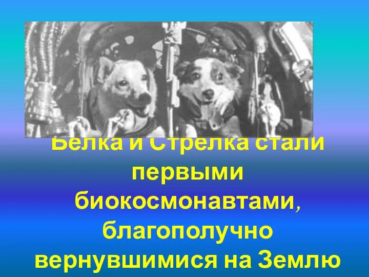 Белка и Стрелка стали первыми биокосмонавтами, благополучно вернувшимися на Землю