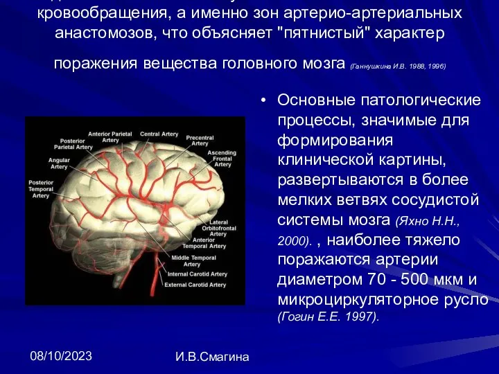 08/10/2023 И.В.Смагина доказана повышенная уязвимость зон смешанного кровообращения, а именно зон