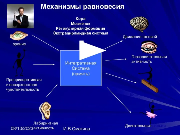 08/10/2023 И.В.Смагина Механизмы равновесия зрение Проприоцептивная и поверхностная чувствительность Лабиринтная активность