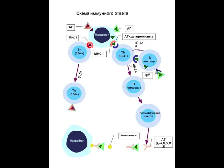 АГ АТ (Ig-A,D,G,M,E IgM АГ- детерминанта АГ ИЛ-2 ИЛ-2,4,6 Th (CD4+)