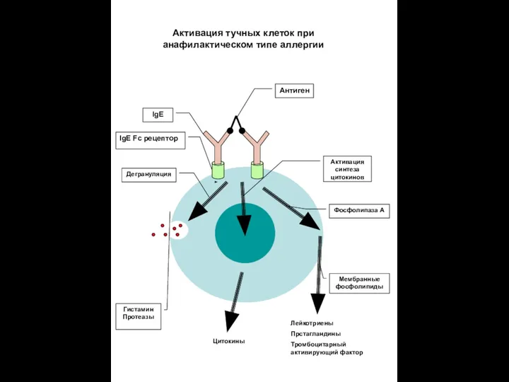 Дегрануляция Гистамин Протеазы Протеазы Активация синтеза цитокинов Фосфолипаза А Мембранные фосфолипиды