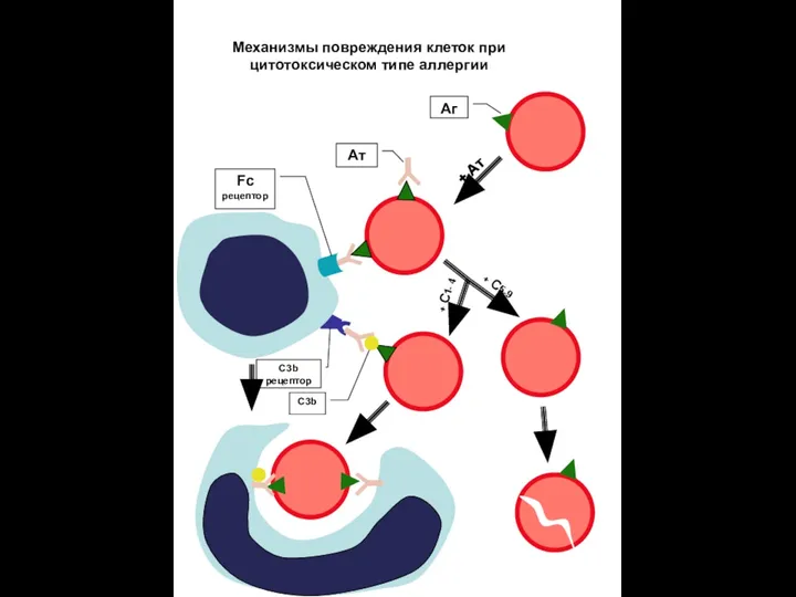 + Ат Ат Аг Fc рецептор C3b рецептор С3b + C5-9