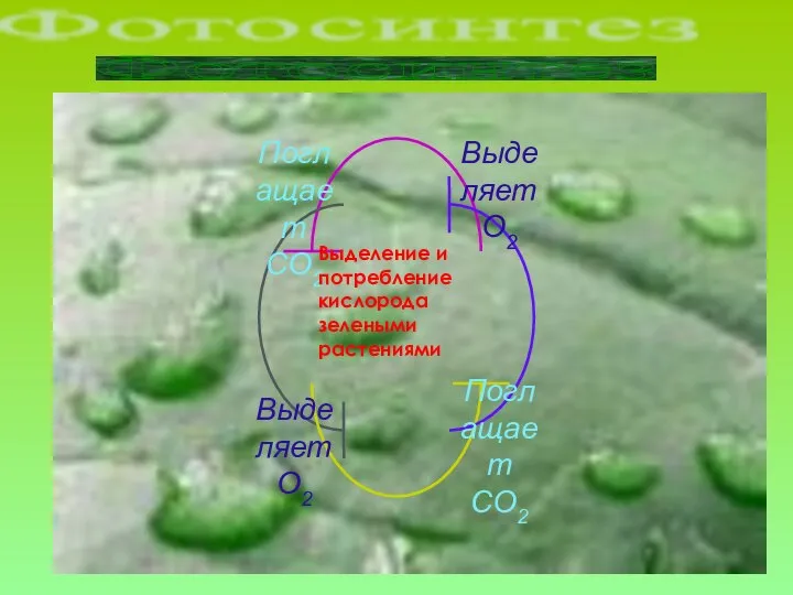 Выделение и потребление кислорода зелеными растениями Фотосинтез