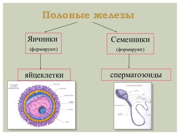 Половые железы Яичники (формируют) Семенники (формируют) яйцеклетки сперматозоиды