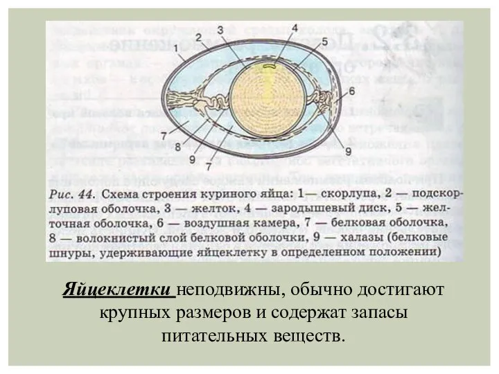 Яйцеклетки неподвижны, обычно достигают крупных размеров и содержат запасы питательных веществ.