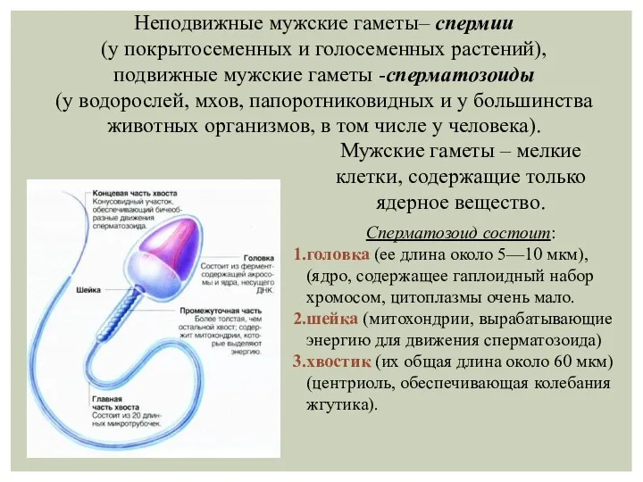 Неподвижные мужские гаметы– спермии (у покрытосеменных и голосеменных растений), подвижные мужские