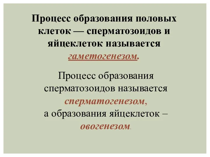 Процесс образования половых клеток — сперматозоидов и яйцеклеток называется гаметогенезом. Процесс