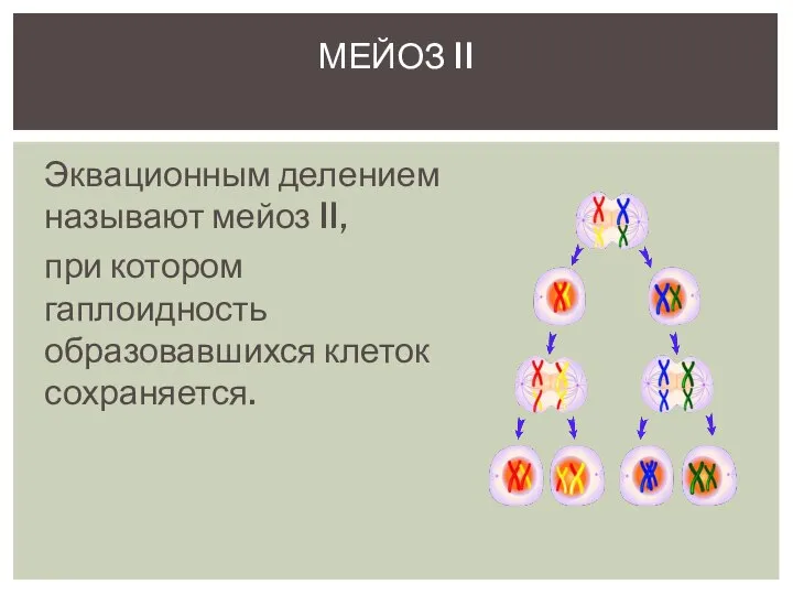 Эквационным делением называют мейоз II, при котором гаплоидность образовавшихся клеток сохраняется. МЕЙОЗ II