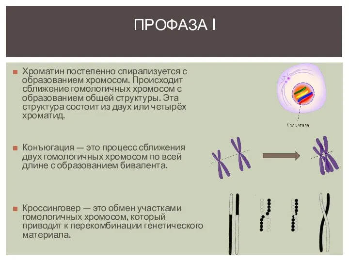 Хроматин постепенно спирализуется с образованием хромосом. Происходит сближение гомологичных хромосом с