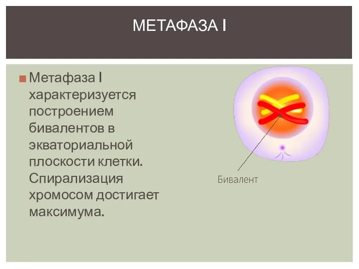 Метафаза I характеризуется построением бивалентов в экваториальной плоскости клетки. Спирализация хромосом достигает максимума. МЕТАФАЗА I