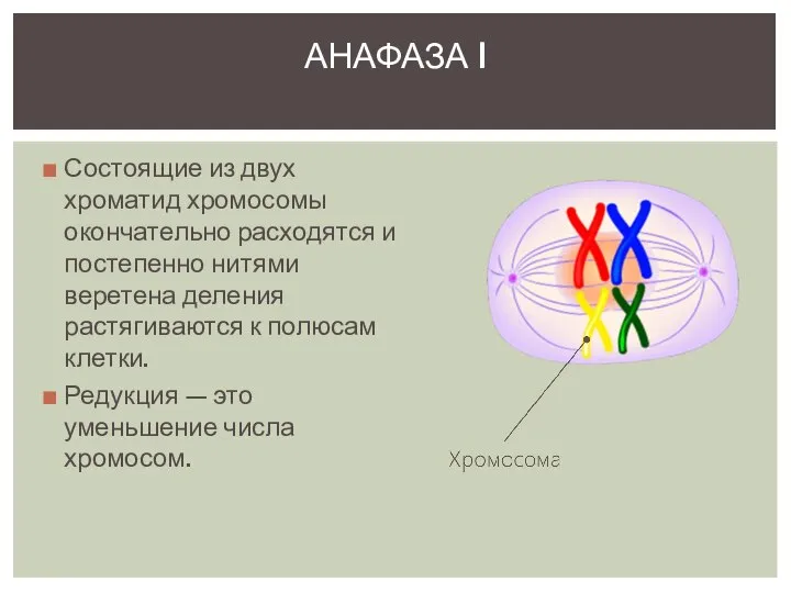 Состоящие из двух хроматид хромосомы окончательно расходятся и постепенно нитями веретена