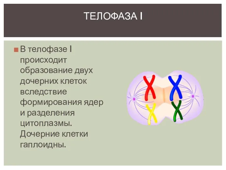 В телофазе I происходит образование двух дочерних клеток вследствие формирования ядер