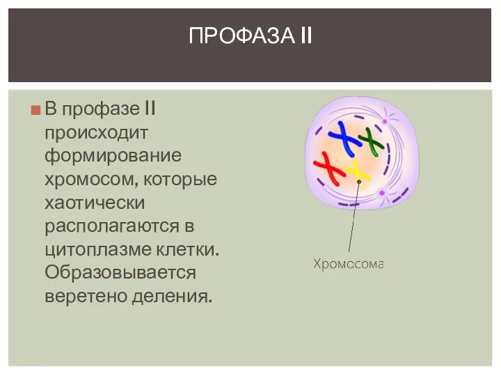 В профазе II происходит формирование хромосом, которые хаотически располагаются в цитоплазме