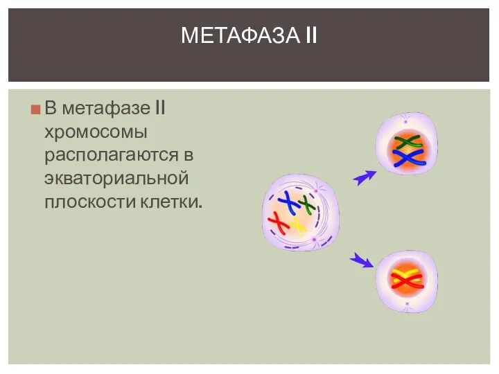 В метафазе II хромосомы располагаются в экваториальной плоскости клетки. МЕТАФАЗА II