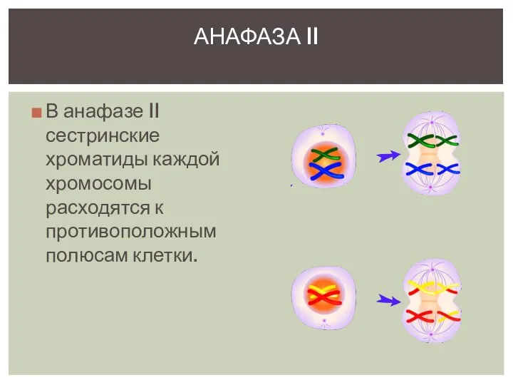 В анафазе II сестринские хроматиды каждой хромосомы расходятся к противоположным полюсам клетки. АНАФАЗА II