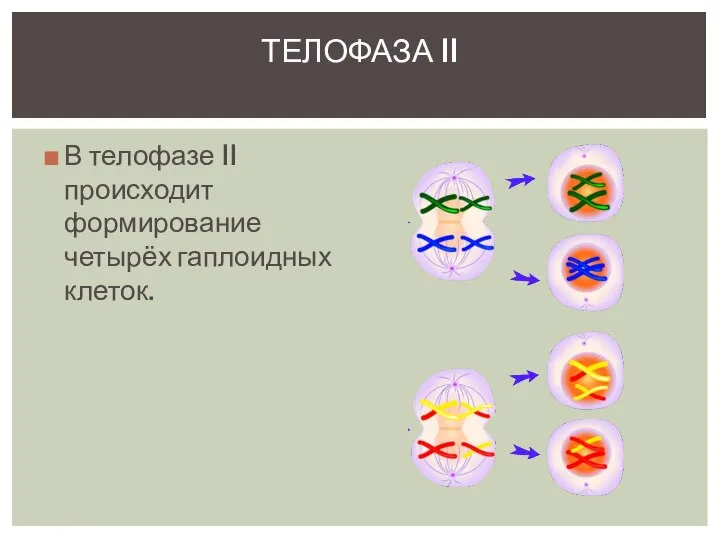 В телофазе II происходит формирование четырёх гаплоидных клеток. ТЕЛОФАЗА II