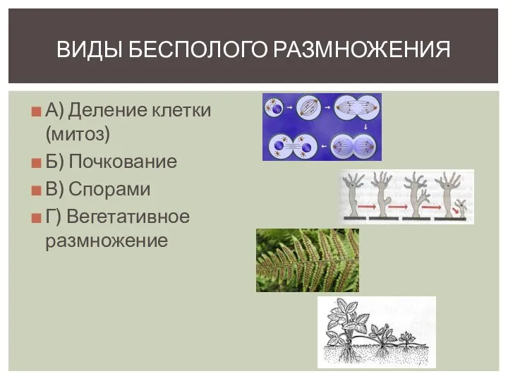 А) Деление клетки (митоз) Б) Почкование В) Спорами Г) Вегетативное размножение ВИДЫ БЕСПОЛОГО РАЗМНОЖЕНИЯ