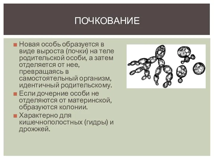 Новая особь образуется в виде выроста (почки) на теле родительской особи,