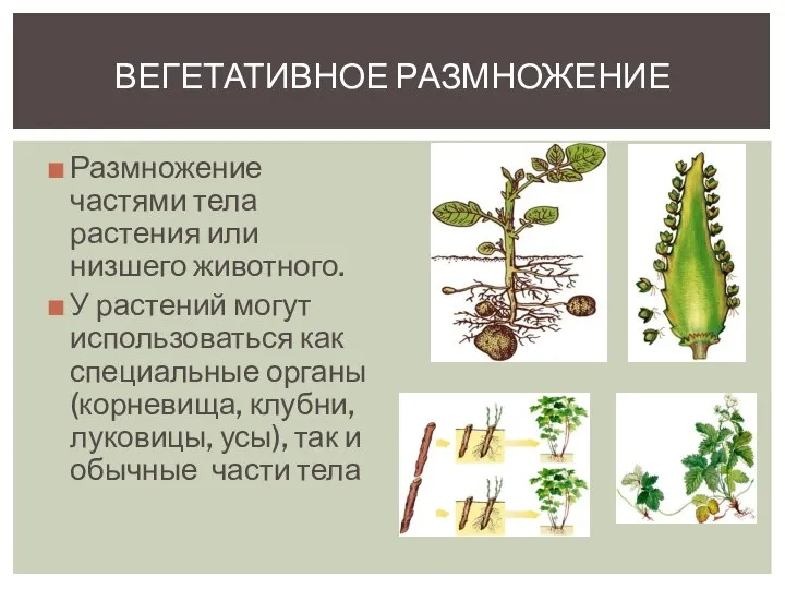 Размножение частями тела растения или низшего животного. У растений могут использоваться