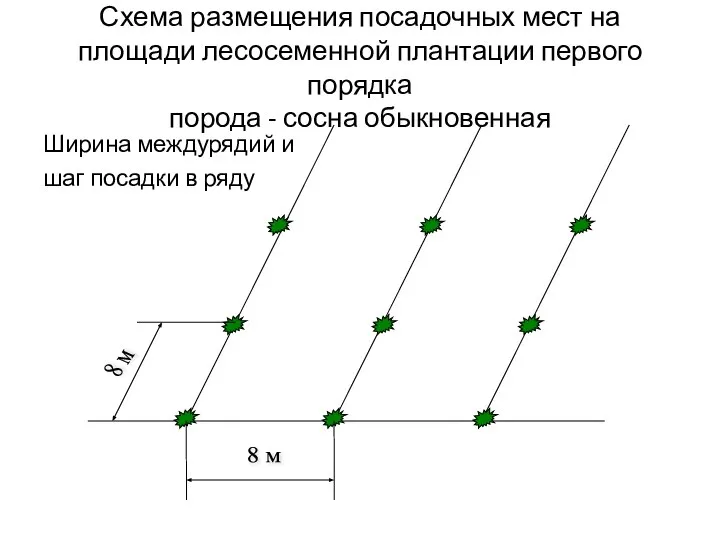 Схема размещения посадочных мест на площади лесосеменной плантации первого порядка порода