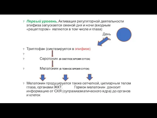 Первый уровень. Активация регуляторной деятельности эпифиза запускается сменой дня и ночи