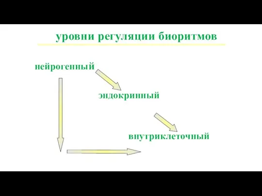 уровни регуляции биоритмов внутриклеточный