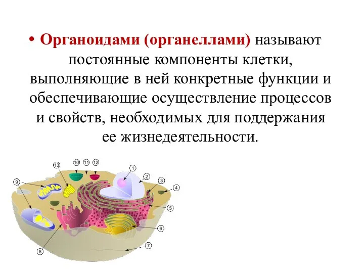 Органоидами (органеллами) называют постоянные компоненты клетки, выполняющие в ней конкретные функции