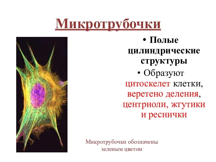 Микротрубочки Полые цилиндрические структуры Образуют цитоскелет клетки, веретено деления, центриоли, жгутики