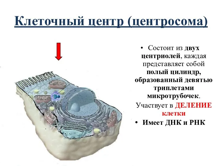 Клеточный центр (центросома) Состоит из двух центриолей, каждая представляет собой полый